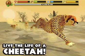   Cheetah Simulator (  )  